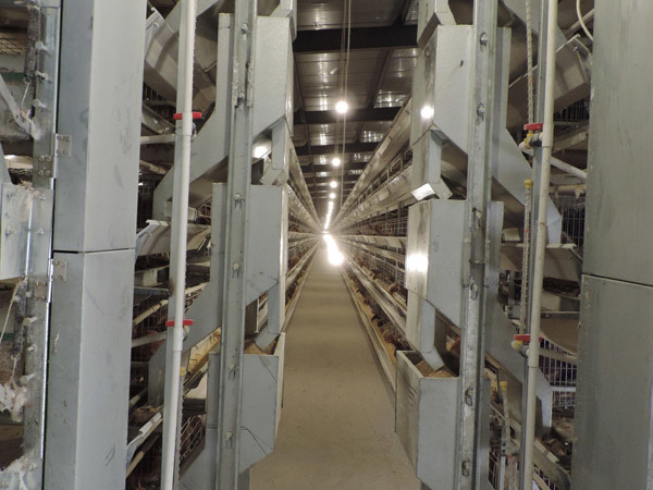 層疊式蛋雞籠養(yǎng)養(yǎng)雞設(shè)備