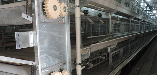 夏季規(guī)?；B(yǎng)雞舍通風(fēng)的模式探討